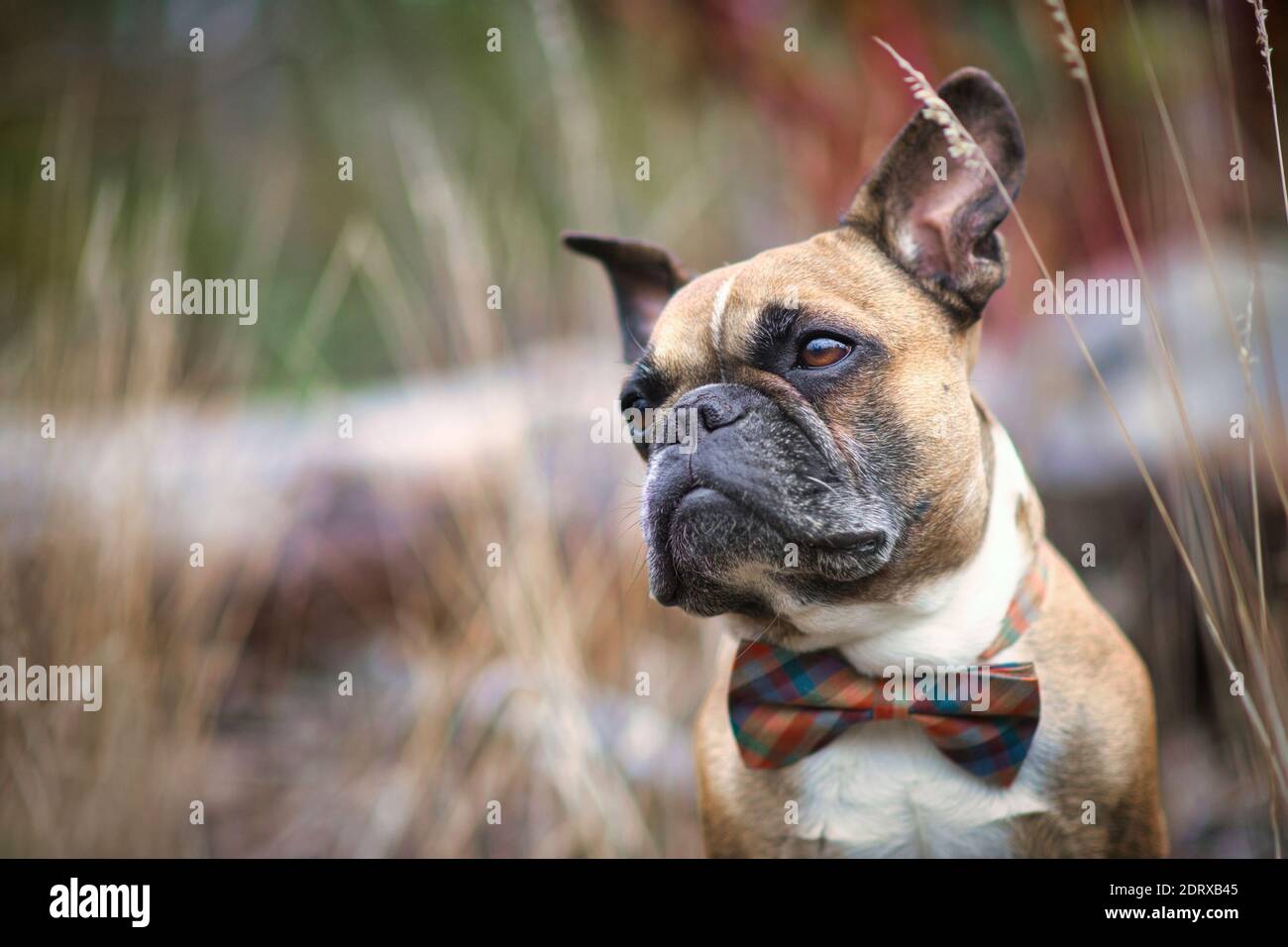 Ritratto del cucciolo francese Bulldog con cravatta di prua fronte di sfondo sfocato con spazio per la copia Foto Stock