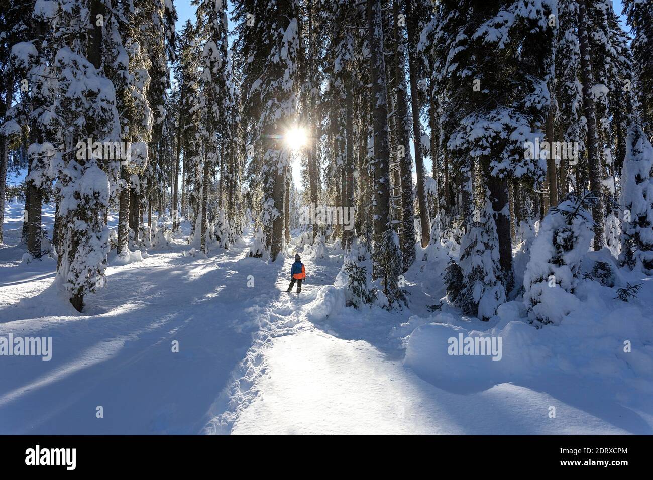 Ragazzo in piedi nella foresta coperta di neve con il sole che oscura dietro gli alberi, prato Zajavornik, Pokljuka, Slovenia Foto Stock