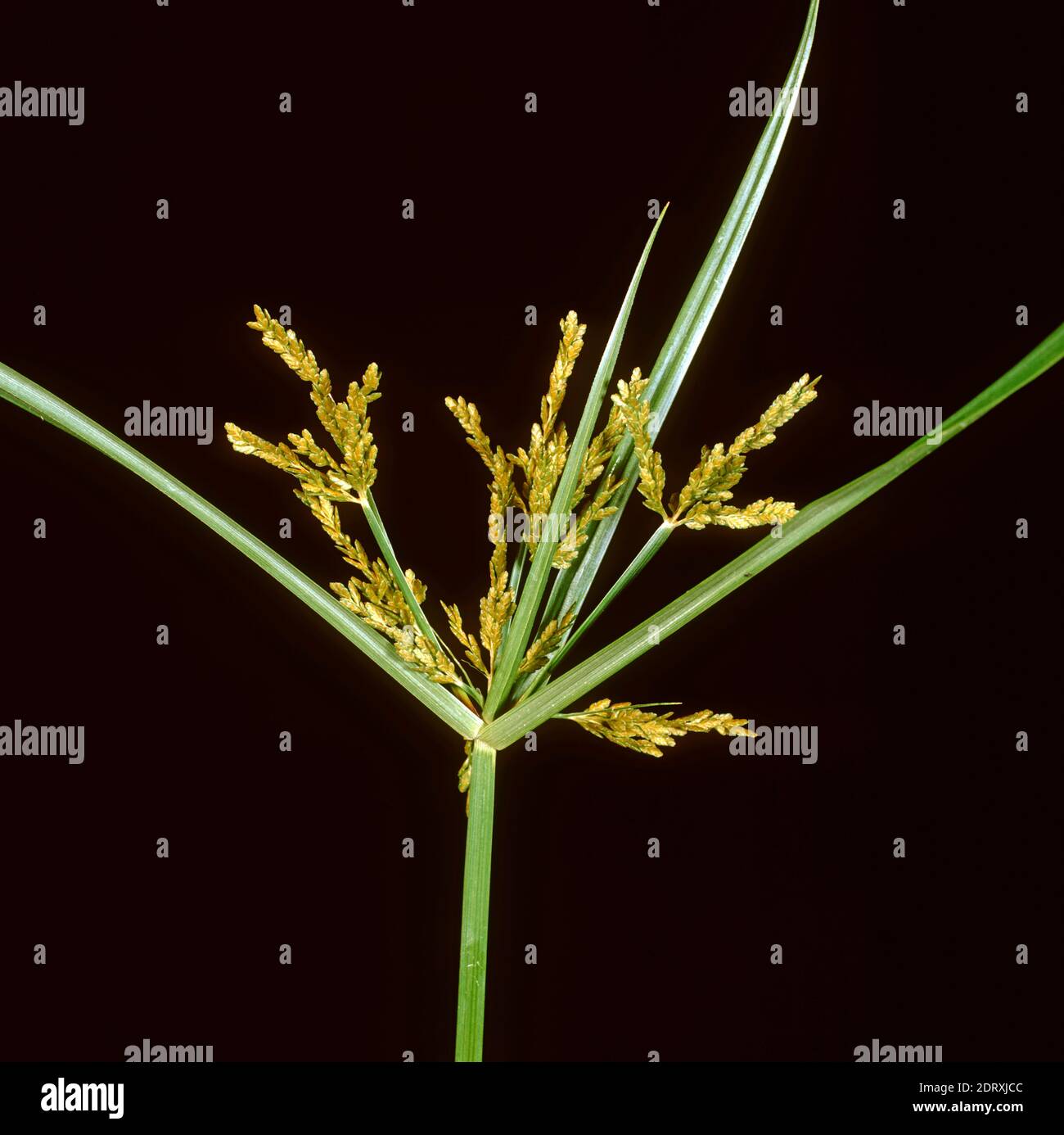 Nutsedge o riso flatsedge (Cyperus iria) punta di fiore con inflorescenza bisessuale verde/gialla sopra picchi disuguali, Thailandia Foto Stock