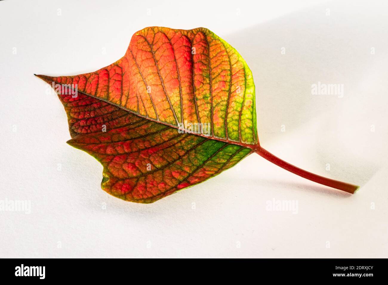Foglia colorata di Poinsettia o rosa di Natale (Euphorbia pulcherrima) su sfondo bianco Foto Stock