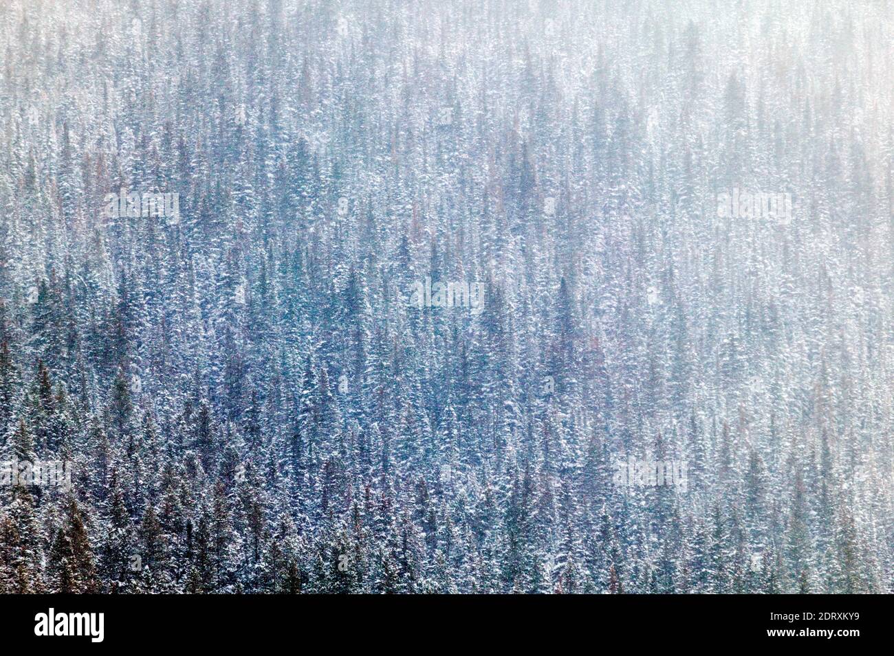 Vista invernale di una frizzante bizzarda, Montagne Rocciose, Monarch Pass, Colorado, USA Foto Stock