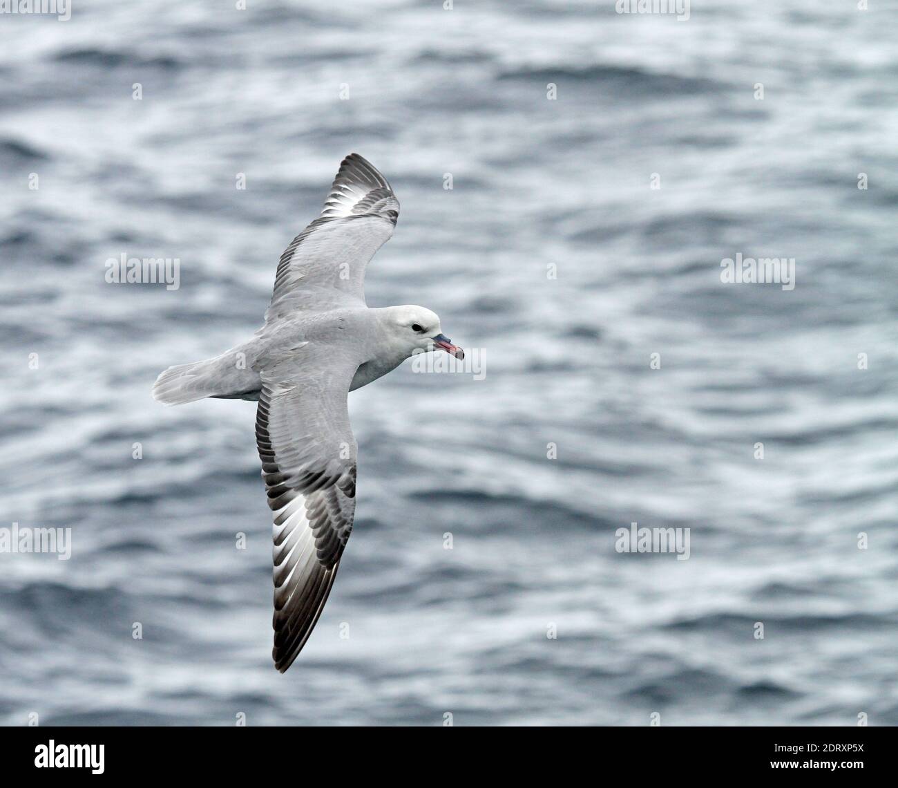 Fulmar meridionale (Fulmarus glacialoide) volando sopra la souther Oceano Atlantico vicino l'Antartide. Foto Stock