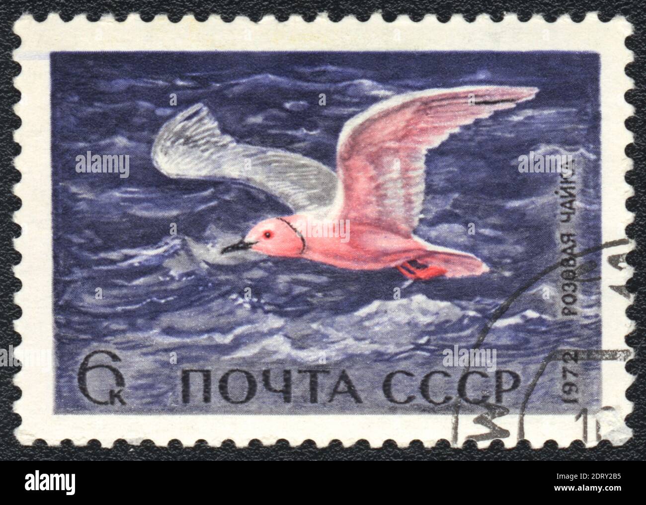 Un francobollo stampato in URSS mostra il gabbiano di Ross (Rhodostethia rosea), della serie waterfowl, URSS, 1972 Foto Stock