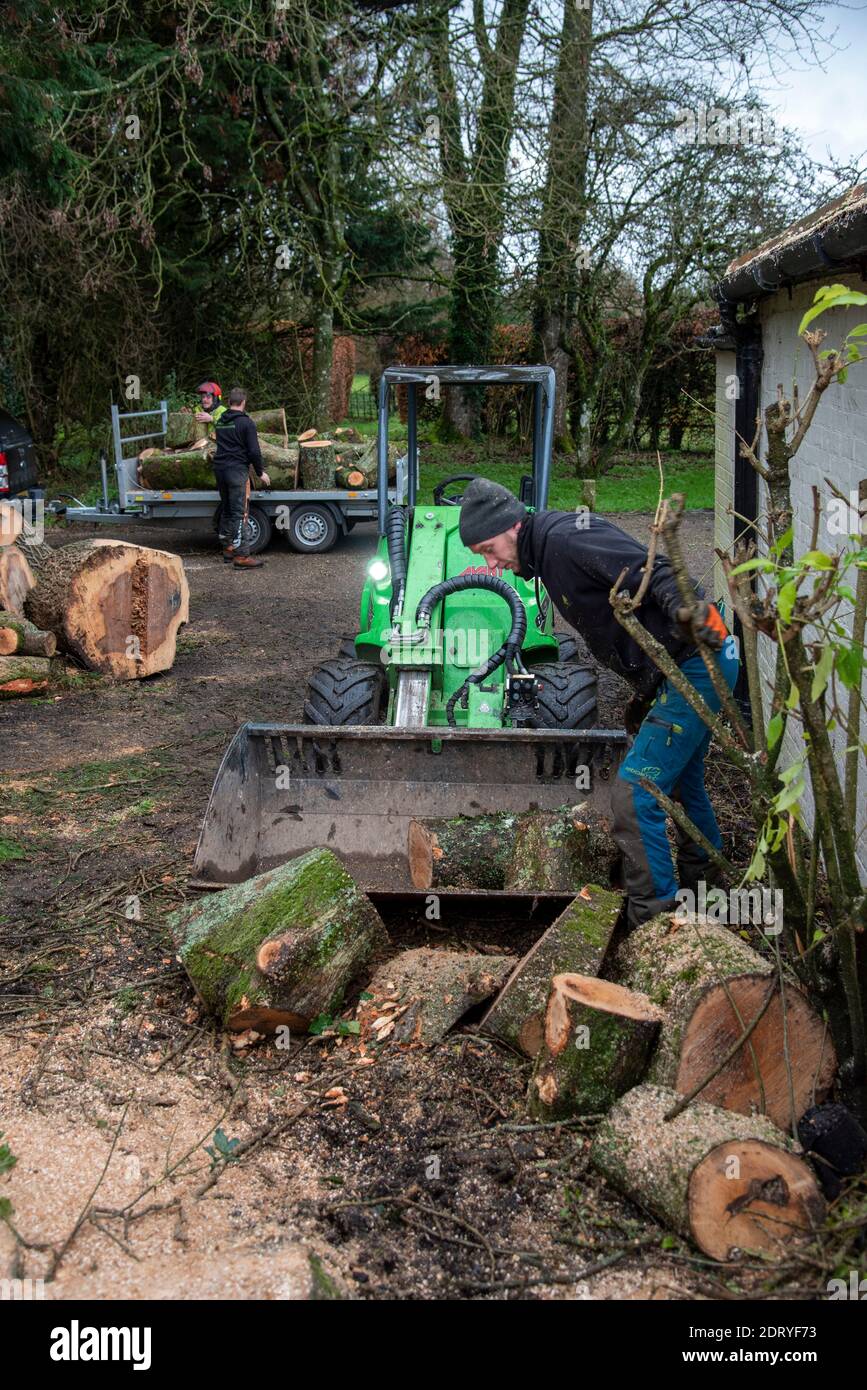 Hampshire, Inghilterra, Regno Unito. 2020. Lavoratori forestali che spostano sezioni di un albero di cenere con un piccolo trattore e afferrare. Foto Stock