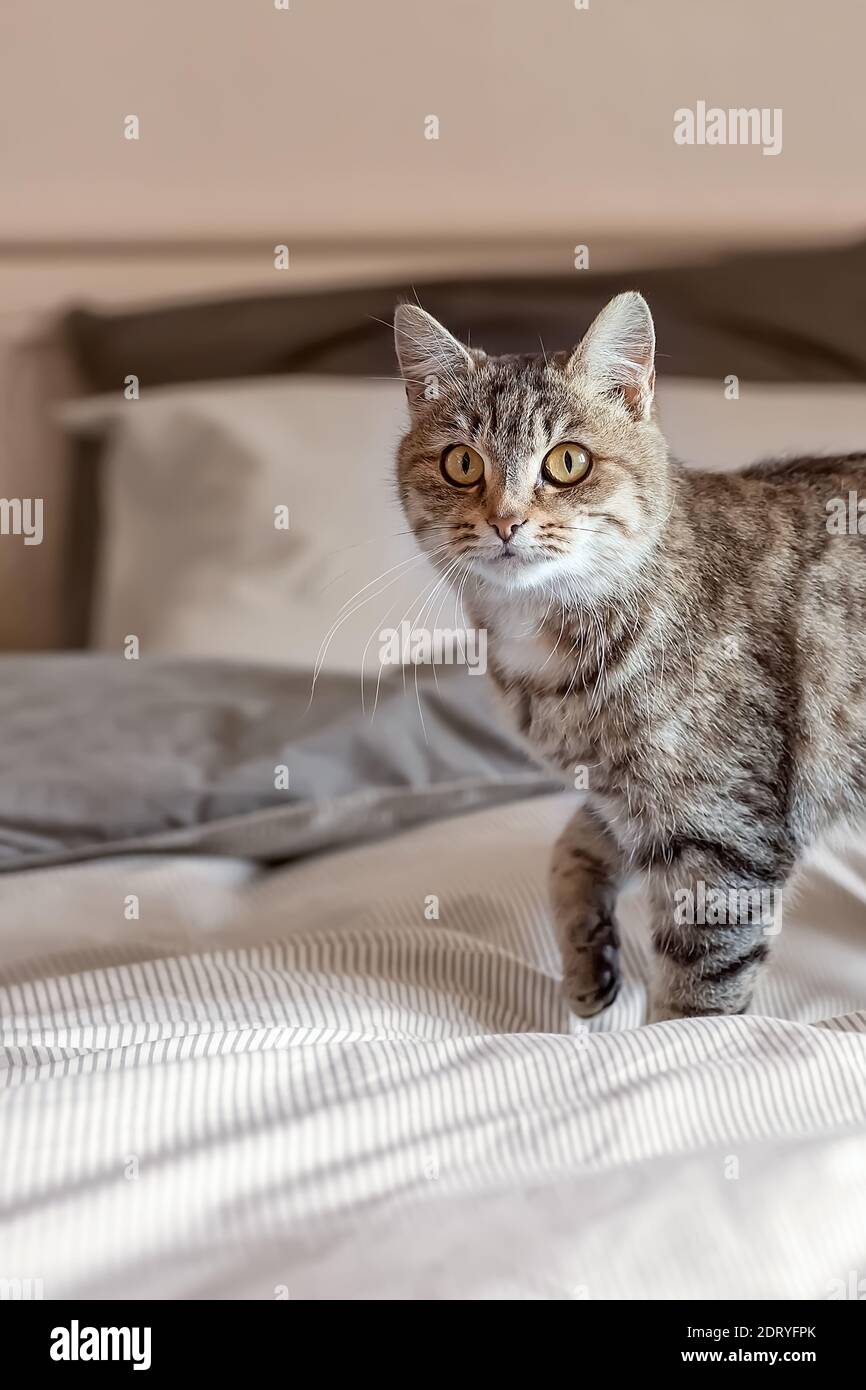 Carino gatto grigio tabby è in piedi sul letto a casa. Fa ondate la coda giocosamente. Giornata mondiale degli animali domestici. Giornata mondiale dei gatti. Colore dell'anno - Salpa champagne. Foto Stock