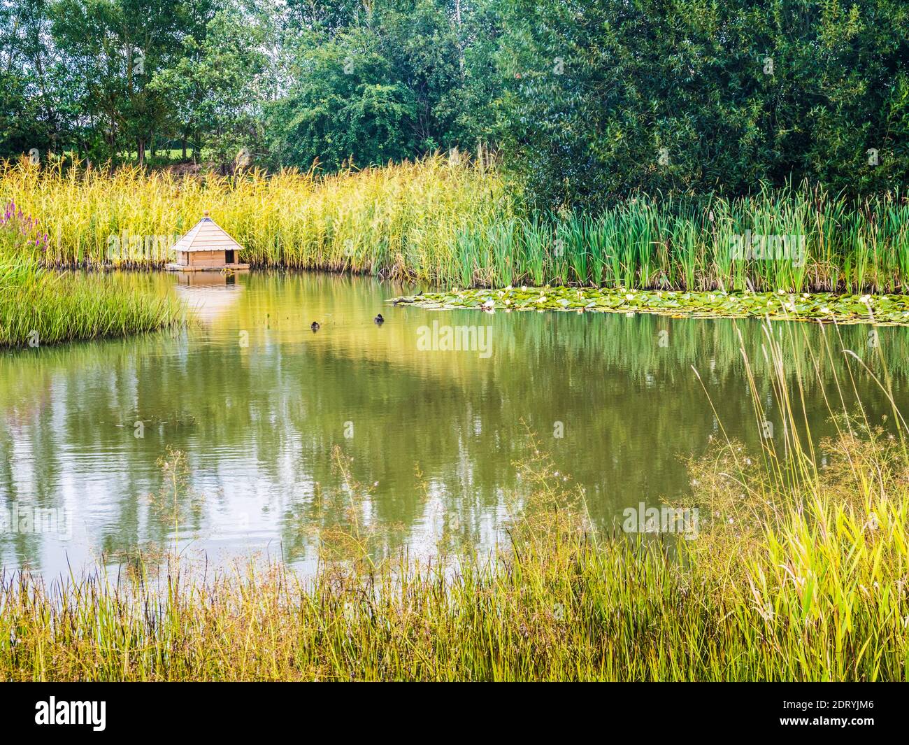 Una casa d'anatra su uno stagno in tarda estate. Foto Stock