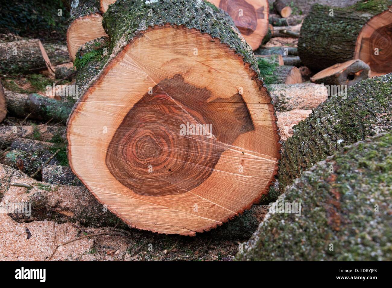 Hampshire, Inghilterra, Regno Unito. 2020. Modello su sezione di taglio di un albero di cenere. Foto Stock