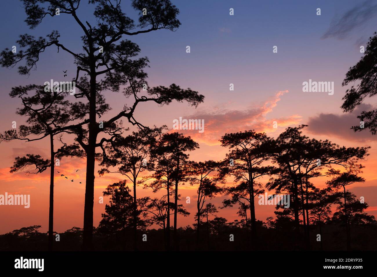 silhouette paesaggio pineta foresta con cielo colorato e nuvola con gruppo di uccelli Foto Stock