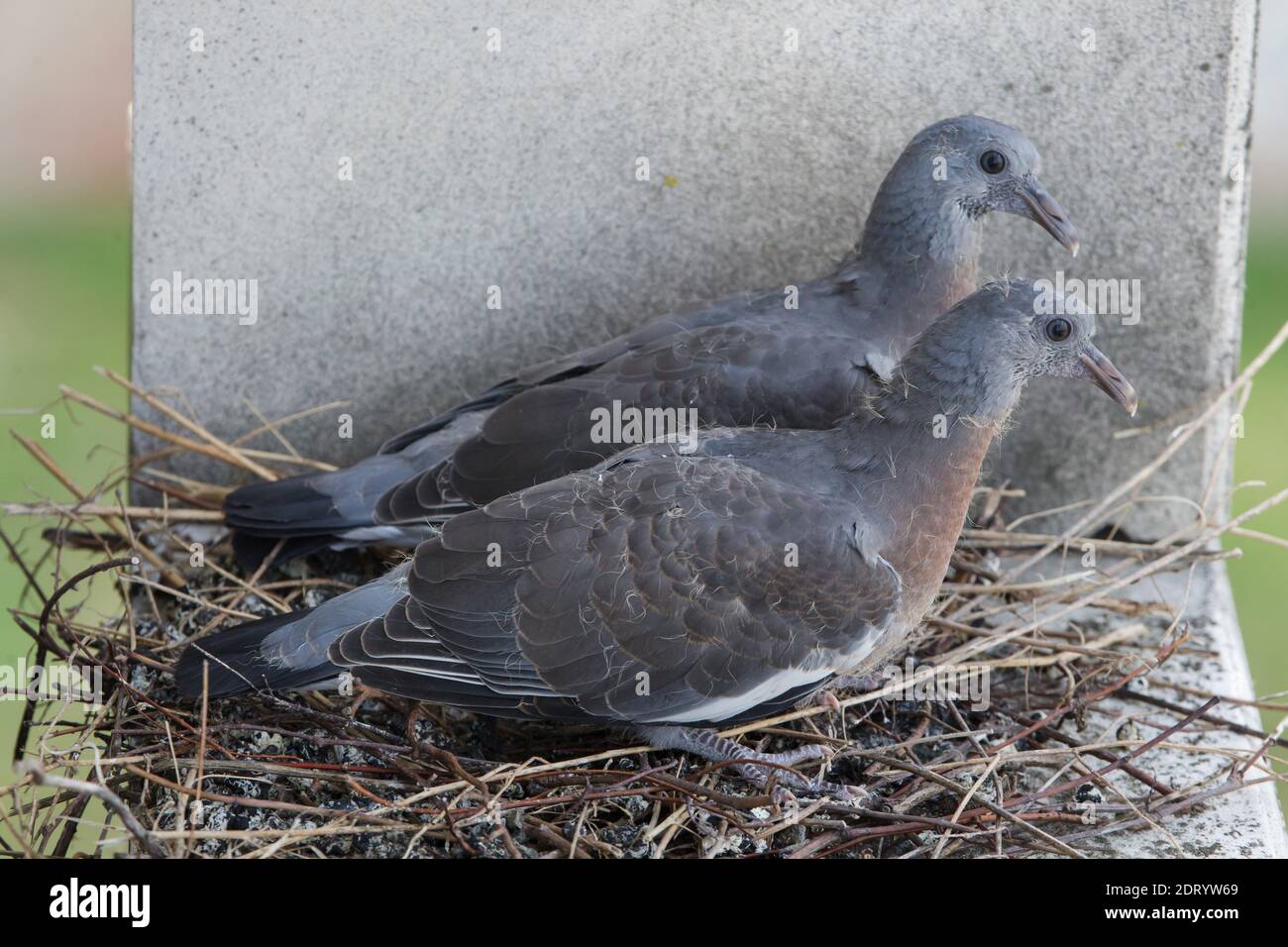 Due giovani piccioni di legno comune (Columba Palumbus) raffigurati nel nido  sulla sporgenza di una casa di abitazione a Praga, Repubblica Ceca. I  piccioni sono raffigurati circa 30 giorni dopo la schiusa