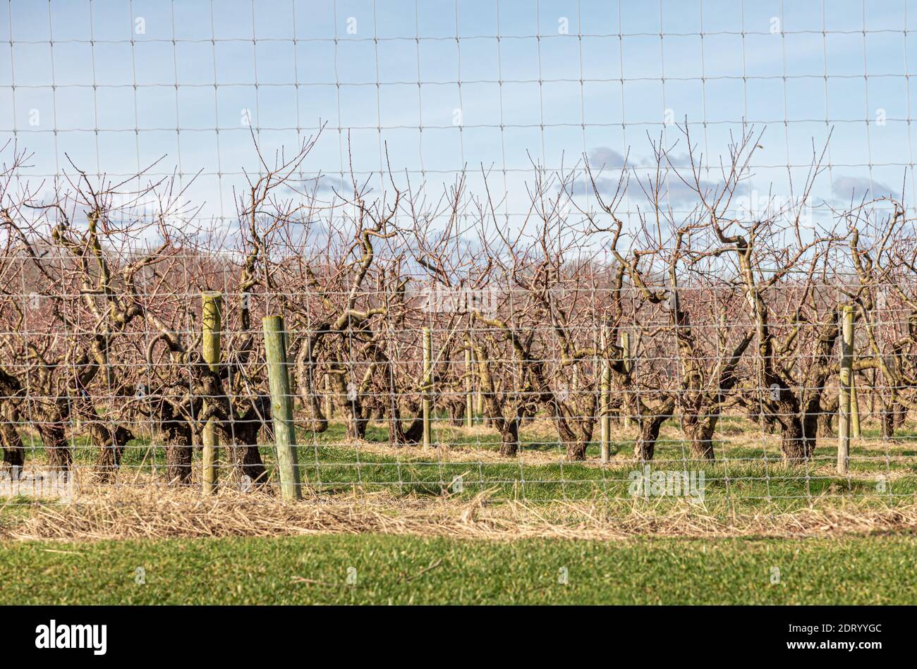 Viti gravi in un vigneto di vino in Water Mill, NY Foto Stock