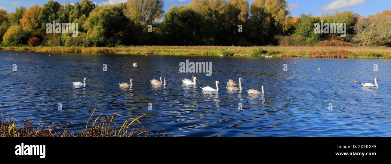 Il lago canottante a Thorpe Meadows, Peterborough città, Cambridgeshire, Inghilterra, Regno Unito Foto Stock