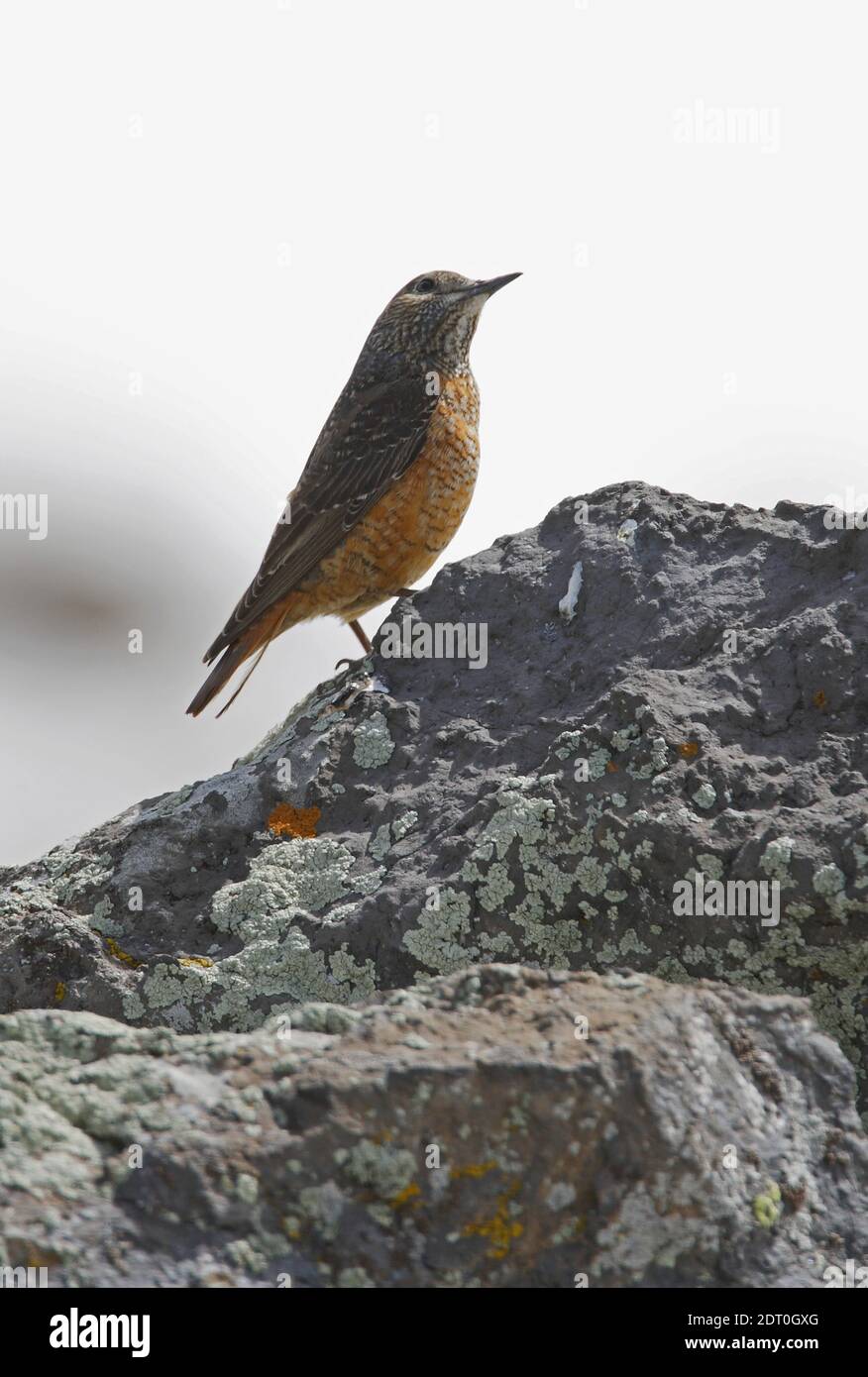 Roccia Thrush (Monticola saxatilis) Femmina arroccato sulla roccia a snowline Armenia Maggio Foto Stock