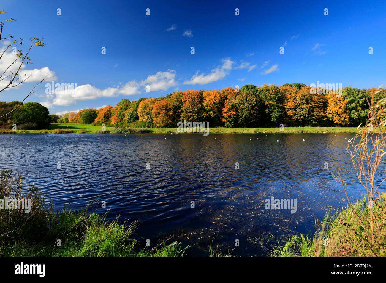 Il lago canottante a Thorpe Meadows, Peterborough città, Cambridgeshire, Inghilterra, Regno Unito Foto Stock