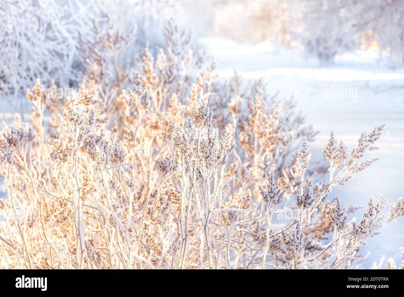 Splendido paesaggio invernale coperto di neve. Arbusto in gelo sullo sfondo del sole d'inverno setting. Paesaggio di Natale. Messa a fuoco selettiva. Sfocatura indietro Foto Stock