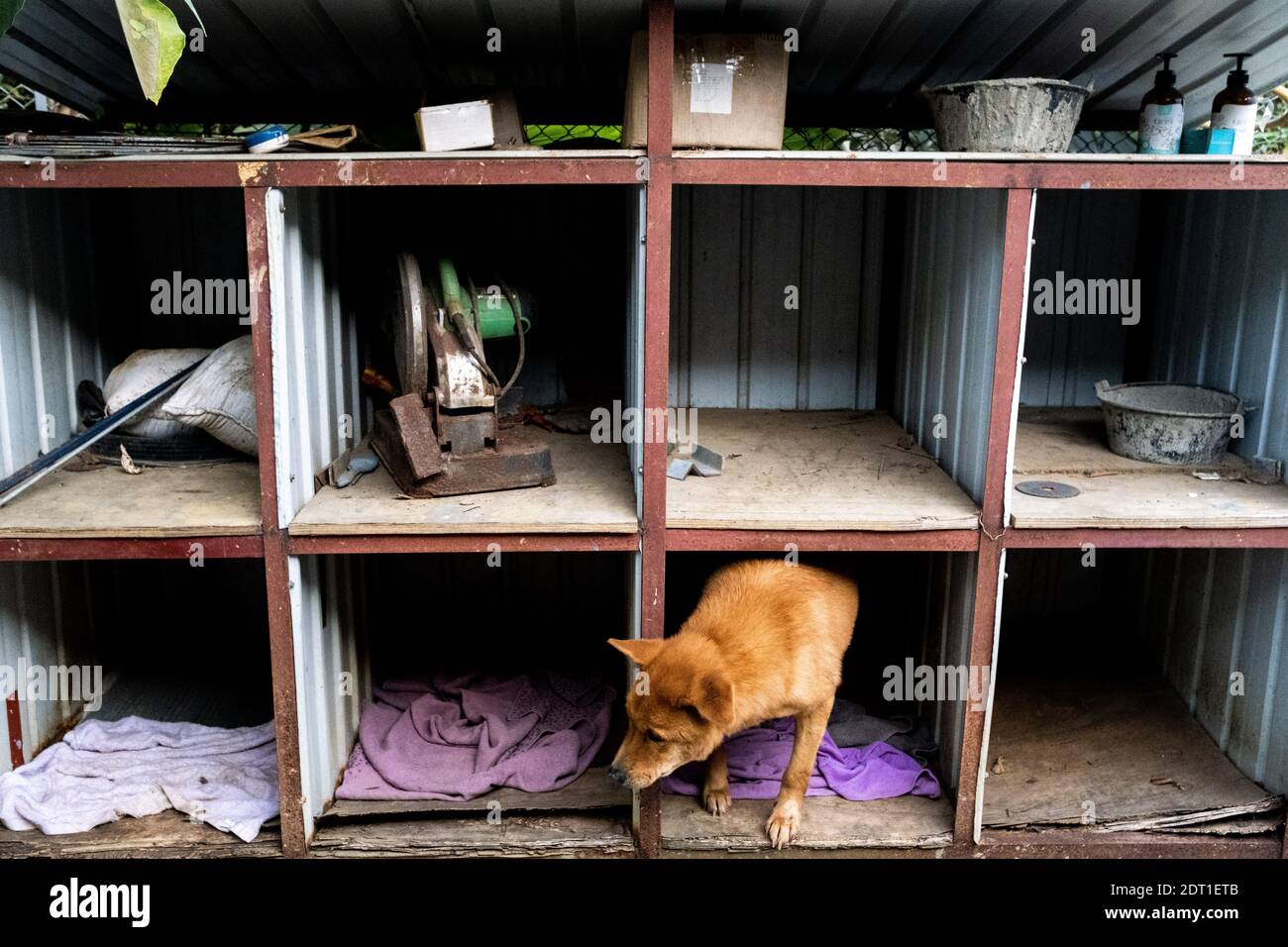 Il centro di Tai WO dell'associazione Hong Kong Dog Rescue che salva i cani dai centri di gestione di Hong Kong e promuove l'adozione. Hong Kong il Foto Stock