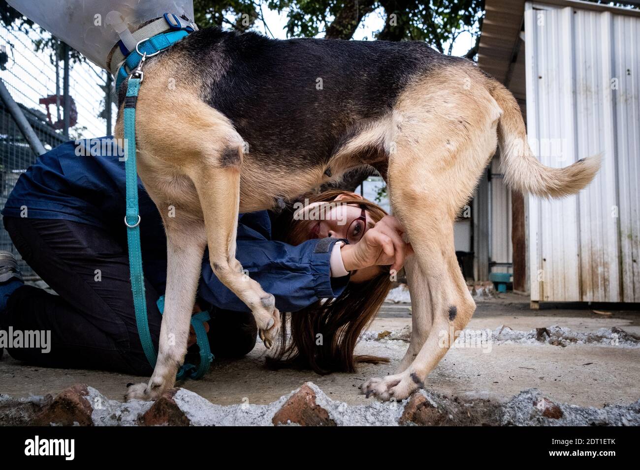 Il centro di Tai WO dell'associazione Hong Kong Dog Rescue che salva i cani dai centri di gestione di Hong Kong e promuove l'adozione. Hong Kong il Foto Stock