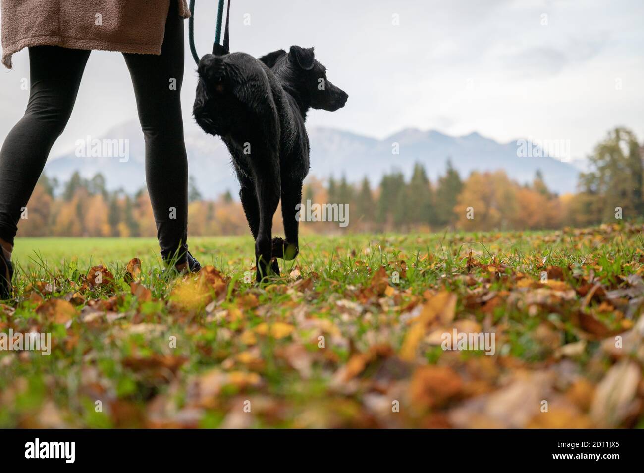 Vista posteriore di una donna che cammina il suo cane a tre zampe all'esterno in un bel prato verde. Foto Stock