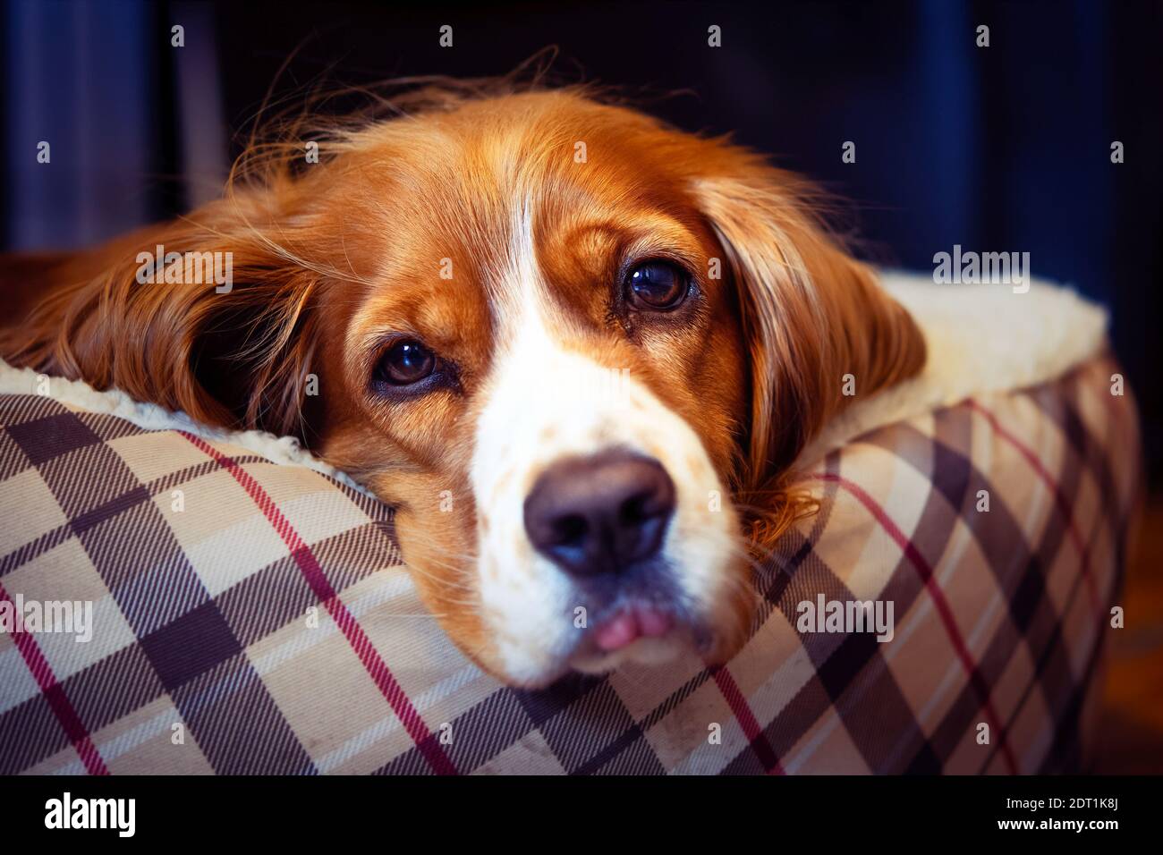 Adorabile cocker spaniel cane animale domestico Foto Stock
