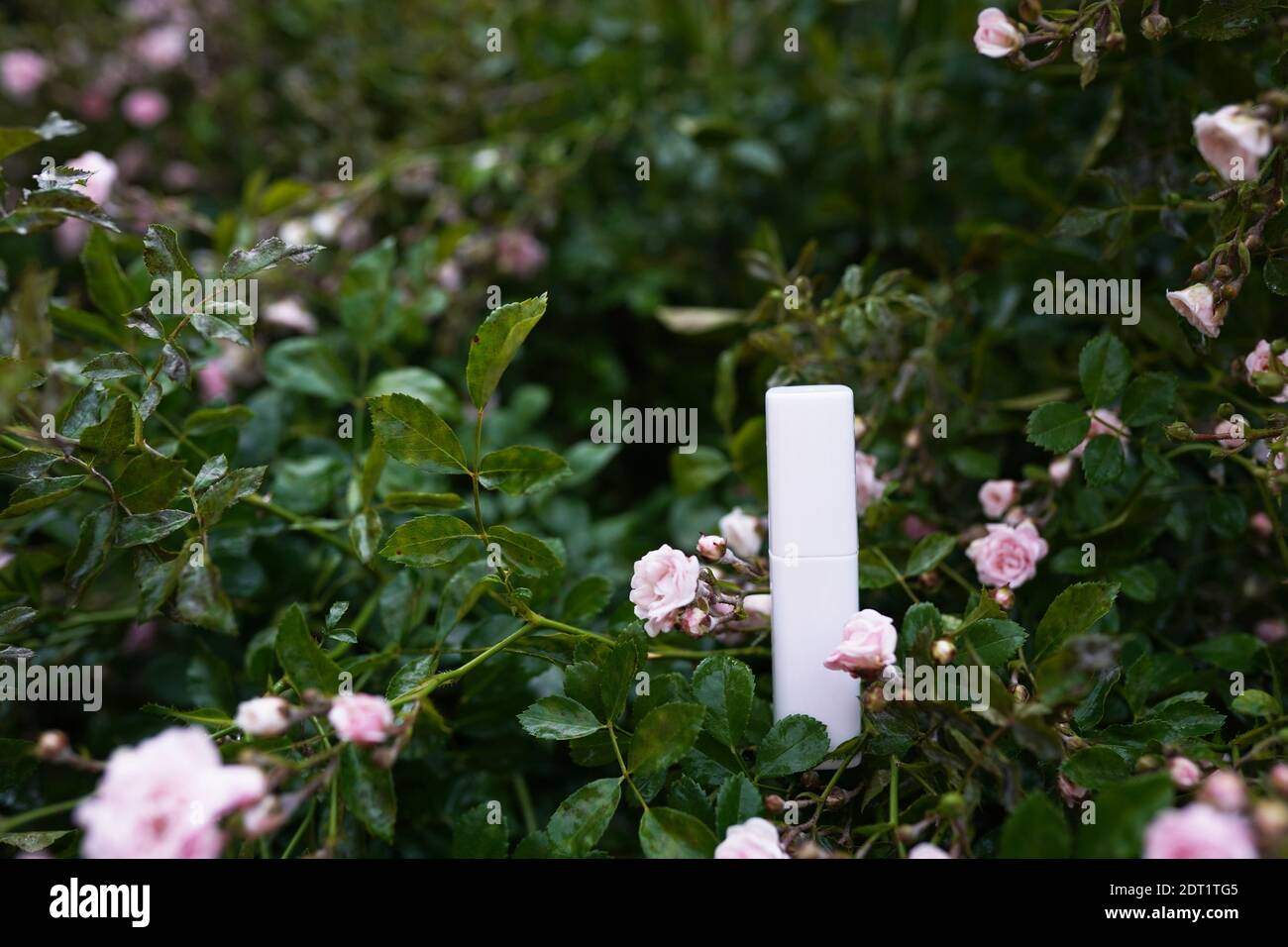 Bottiglia cosmetica naturale alle erbe per la cura del corpo ib rosa fiorente bush nel giardino Foto Stock