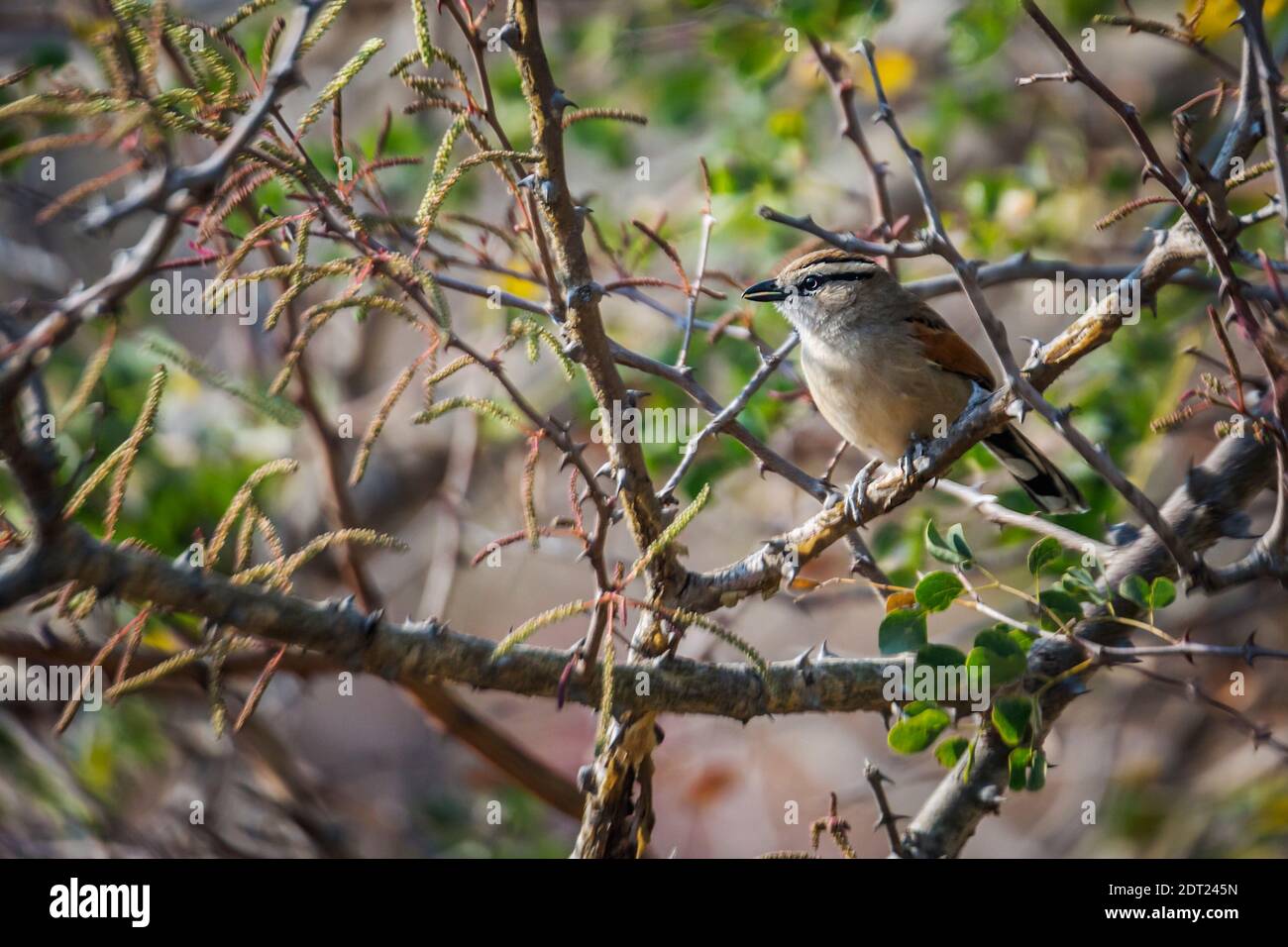 Tchagra con corona marrone nel cespuglio nel Parco Nazionale Kruger, Sudafrica; specie Tchagra australis famiglia di Malaconotidae Foto Stock