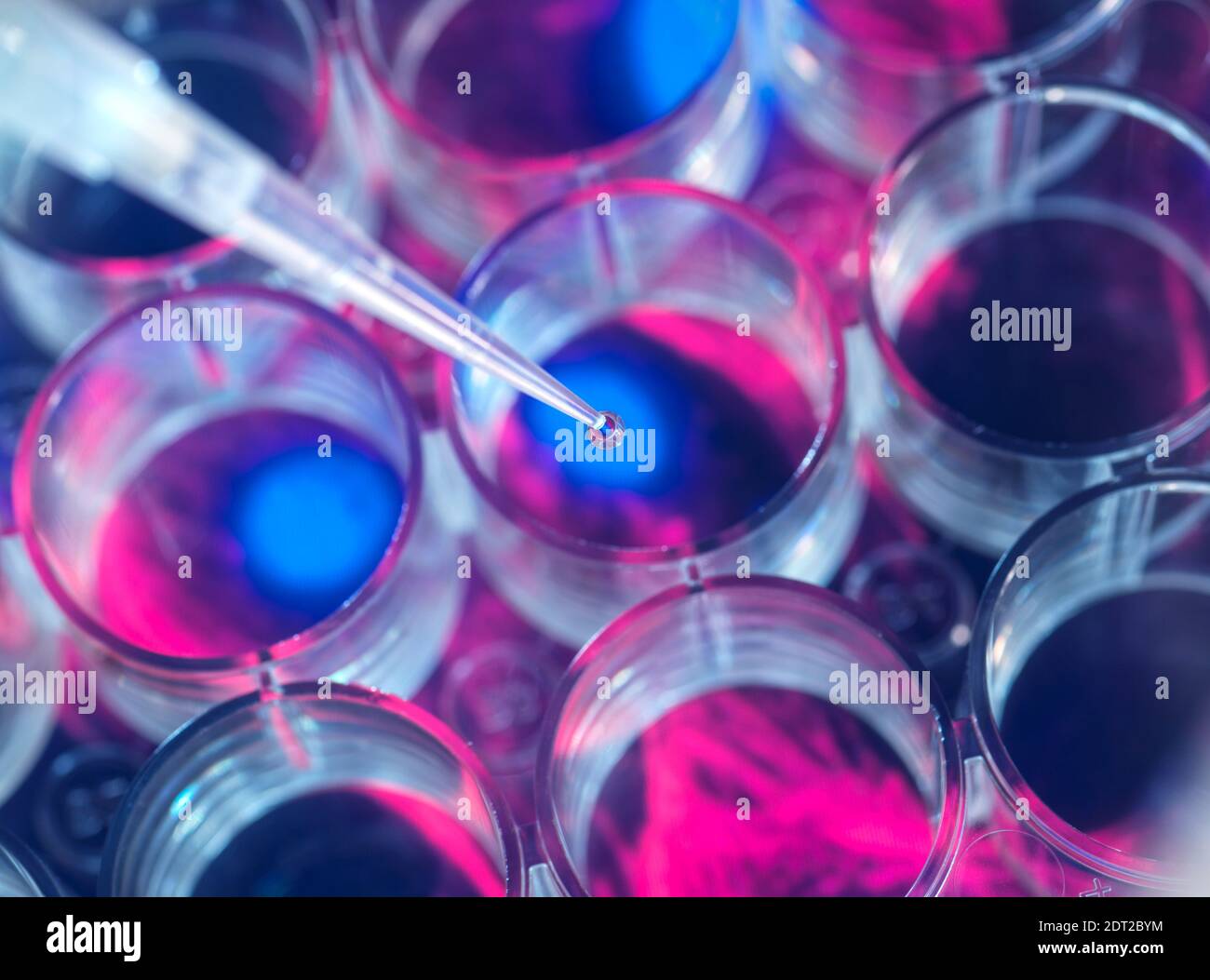 Ricerca cellulare, biologo pipettando i campioni in una piastra multipozzello Foto Stock
