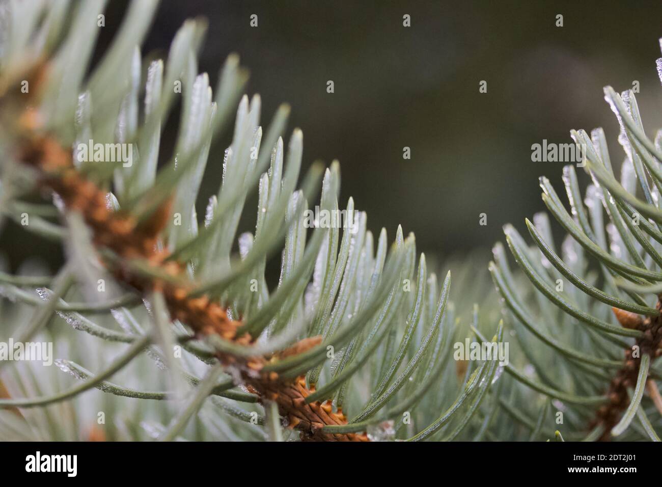 Un primo piano di un ramo di abete rosso. Il gelo e le gocce di acqua congelata sono visibili sugli aghi. Foto Stock