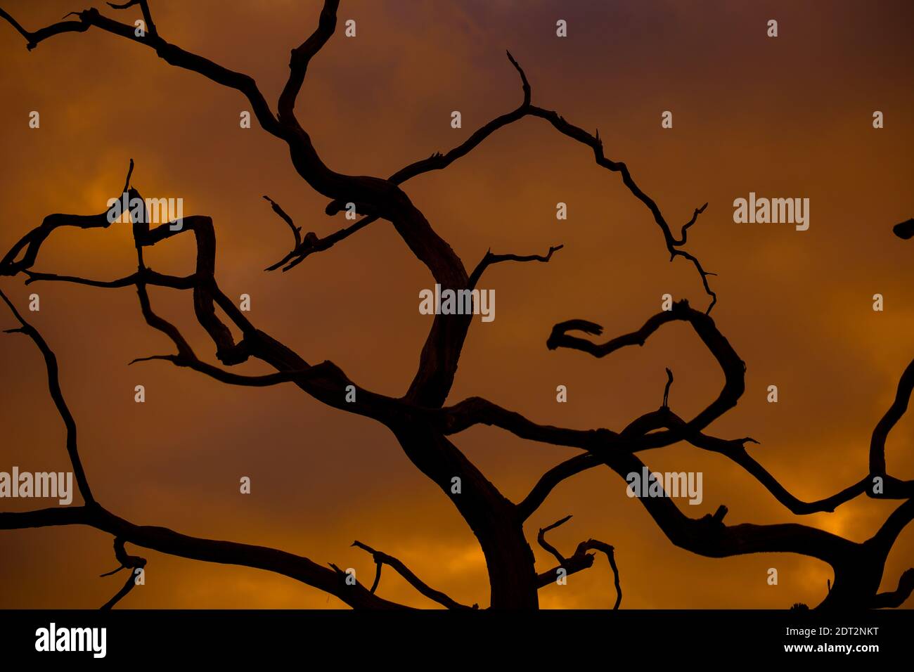 Rami di albero silhouette contro cielo invernale Foto Stock