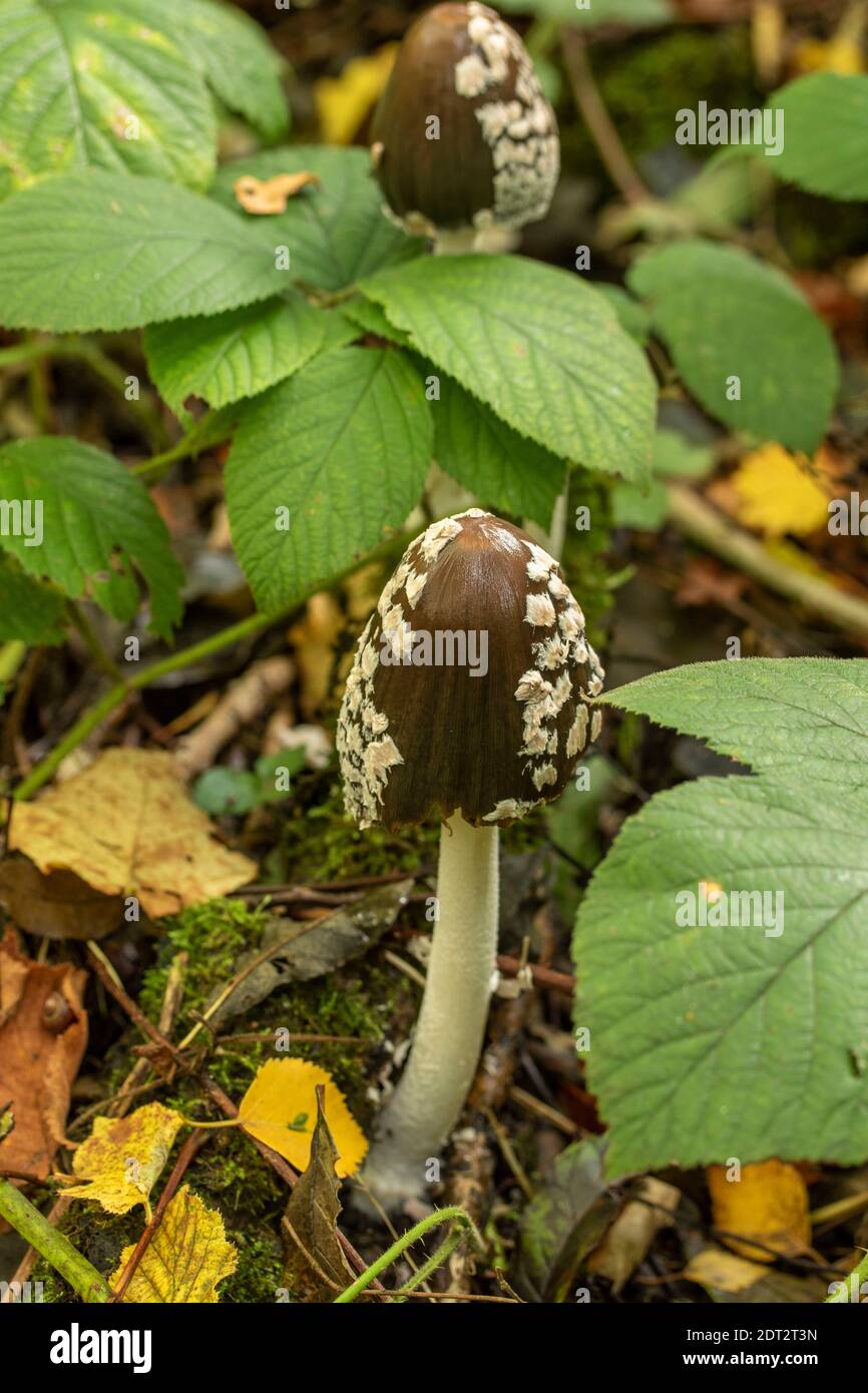 Funghi magpie Inkcap Fungus (Coprinopsis picacea) tra foglie di bramble, ritratto naturale di piante Foto Stock