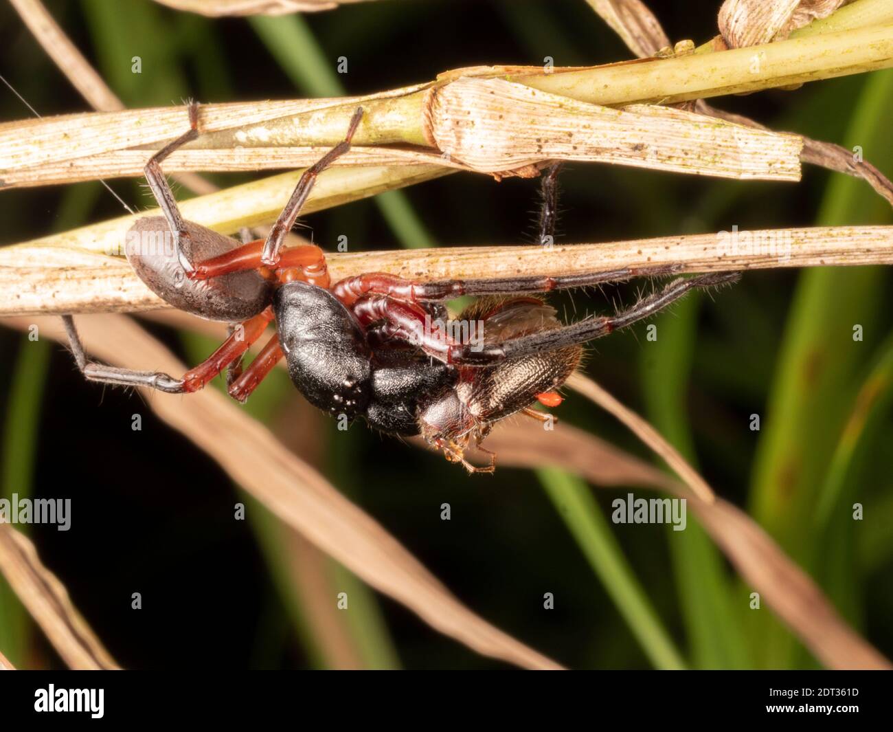 amazzonia, arachnide, arachnofobia, scarabeo, morso, creepia, mangiare, ecuador, alimentazione, peloso, testa, insetto, invertebrato, mascelle, giungla, macro, mandiboli, na Foto Stock