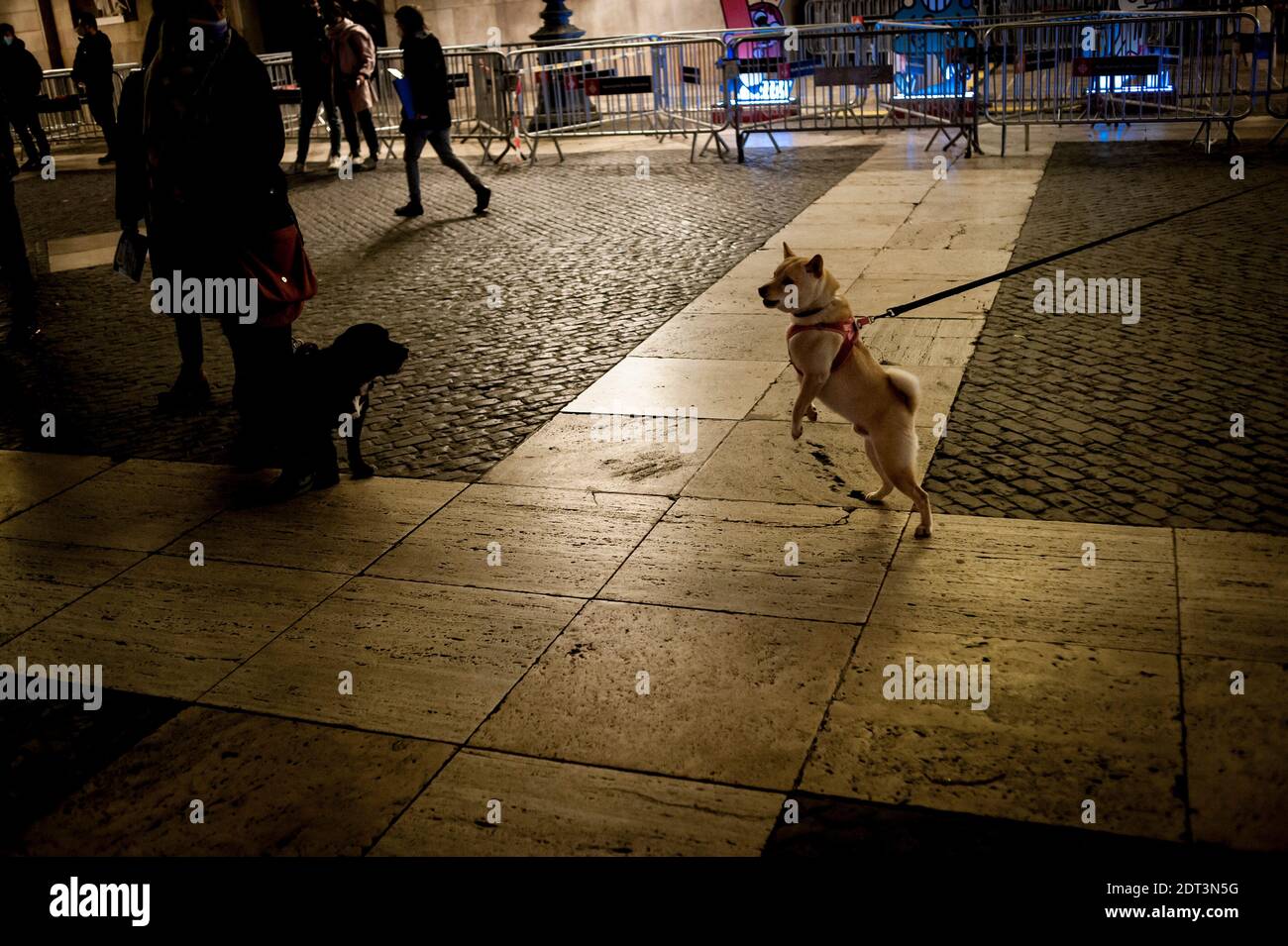 Barcellona, Spagna. 21 Dic 2020. A Barcellona un cane reagisce durante una protesta di lavoratori di bar e ristoranti e proprietari contro la decisione del governo regionale catalano di reimporre misure di restrizione nel tentativo di rallentare la diffusione del coronavirus terza onda.Credit: Jordi Boixareu/Alamy Live News Foto Stock
