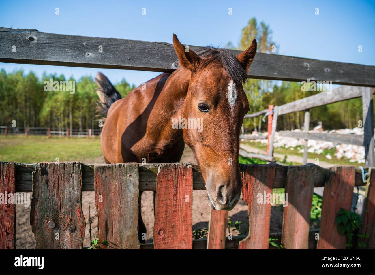 La testa di un cavallo di castagno sulla recinzione del paddock in azienda. Foto Stock