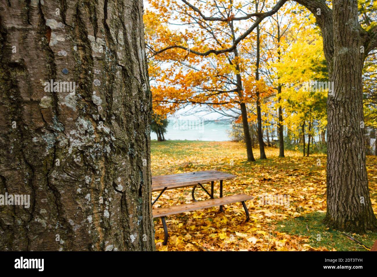 Panca vuota al parco in autunno Foto Stock