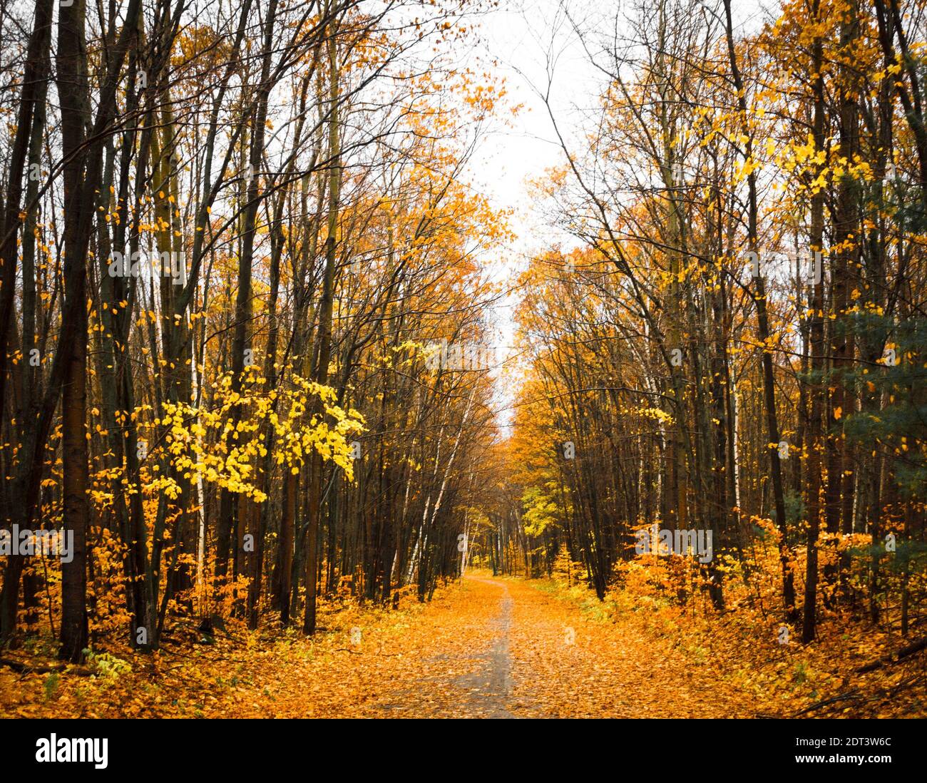 Vista panoramica della trettrice autunnale Foto Stock