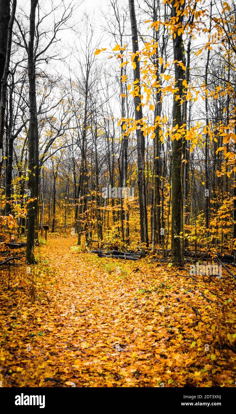 Vista panoramica dell'autunno al mattino Foto Stock