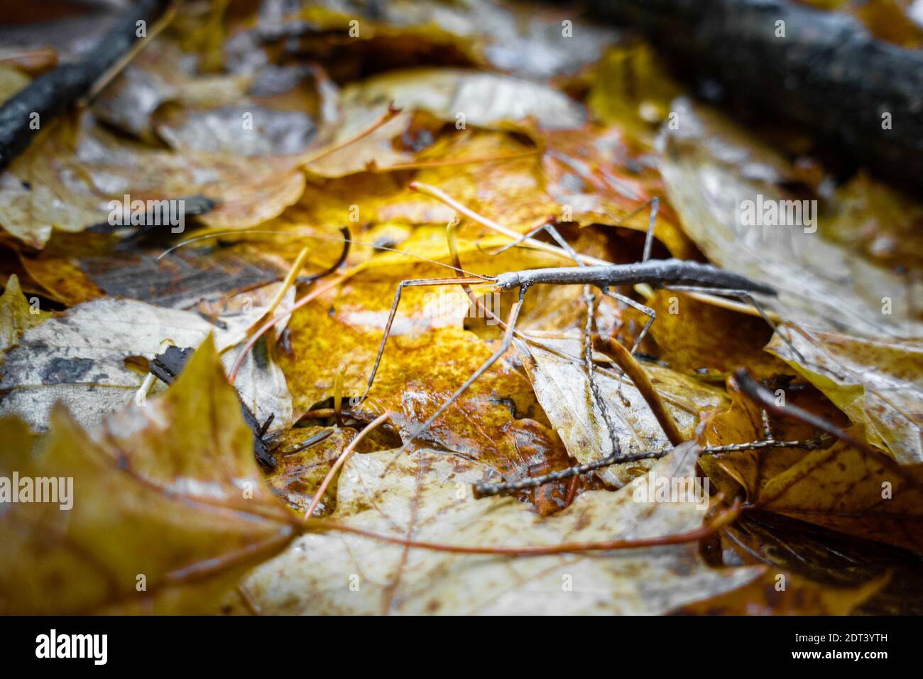 Primo piano di foglie di acero giallo Foto Stock