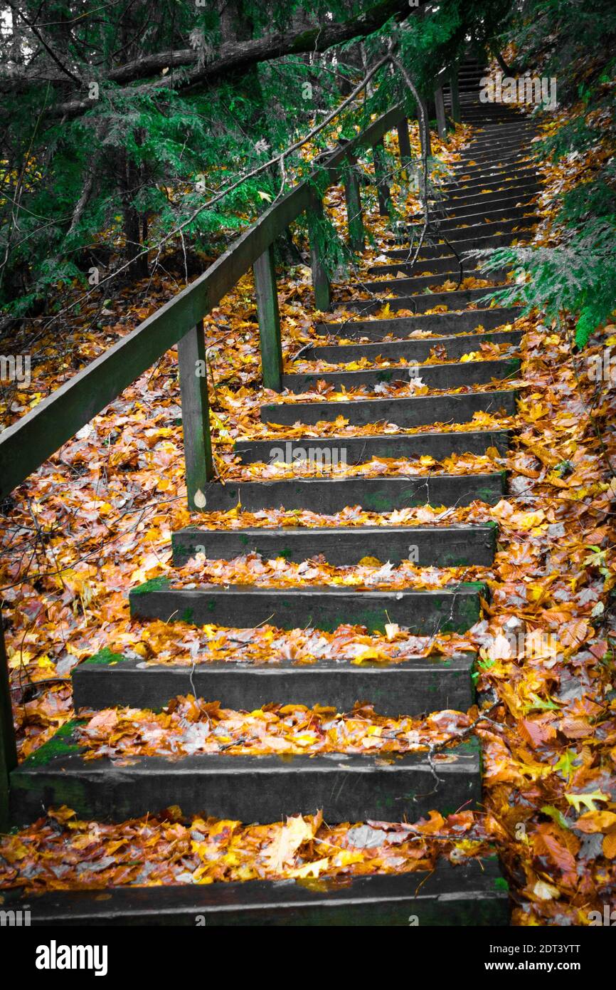 Vista ad angolo basso della scala con foglie autunnali Foto Stock