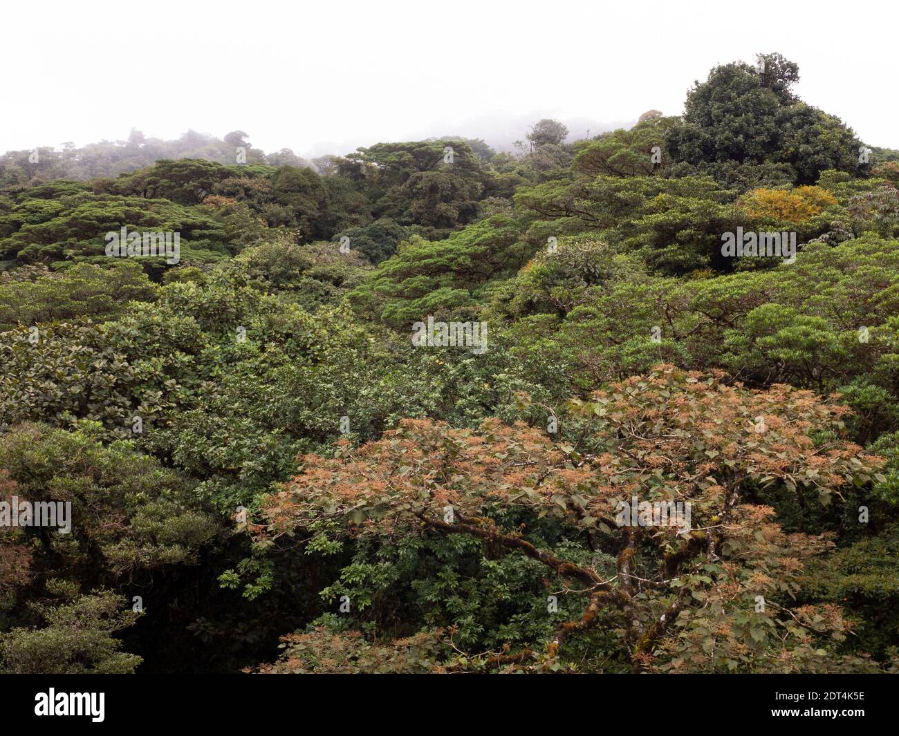 Fai un'escursione attraverso la foresta pluviale della Costa Rica con splendide viste sulle cime degli alberi della riserva della foresta pluviale di Santa Elena. Foto Stock