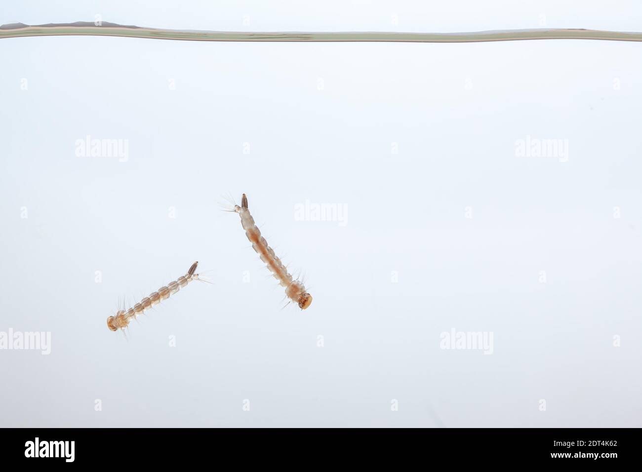 Larve di zanzara nell'acqua - piccolo animale che causa malattie tropicali  su sfondo bianco Foto stock - Alamy