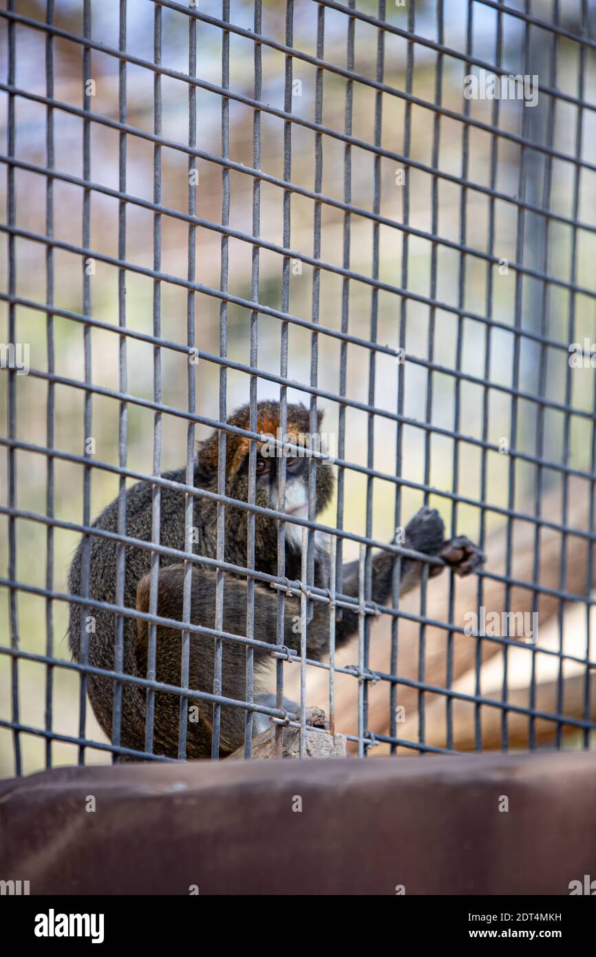 Vista della scimmia nella gabbia. Il problema del commercio illegale di fauna selvatica. Foto Stock
