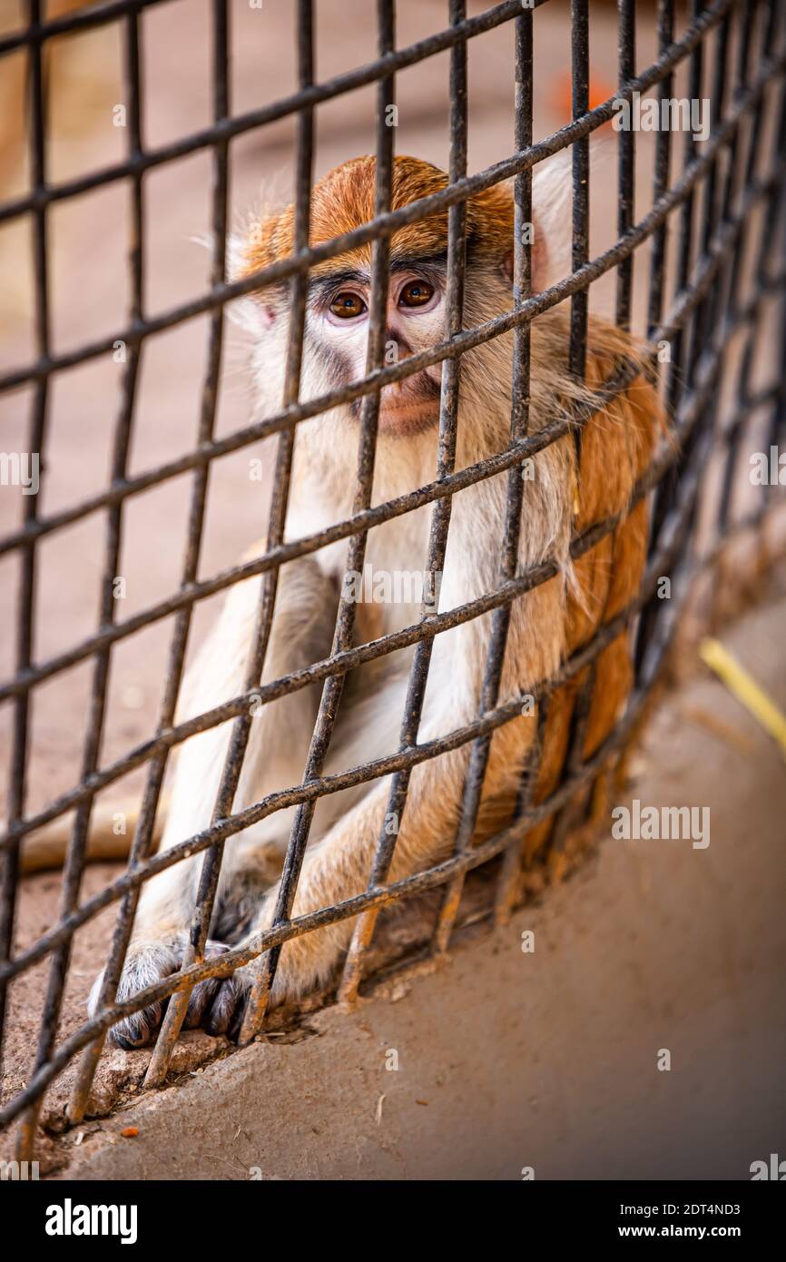 Vista della scimmia nella gabbia. Il problema del commercio illegale di fauna selvatica. Foto Stock