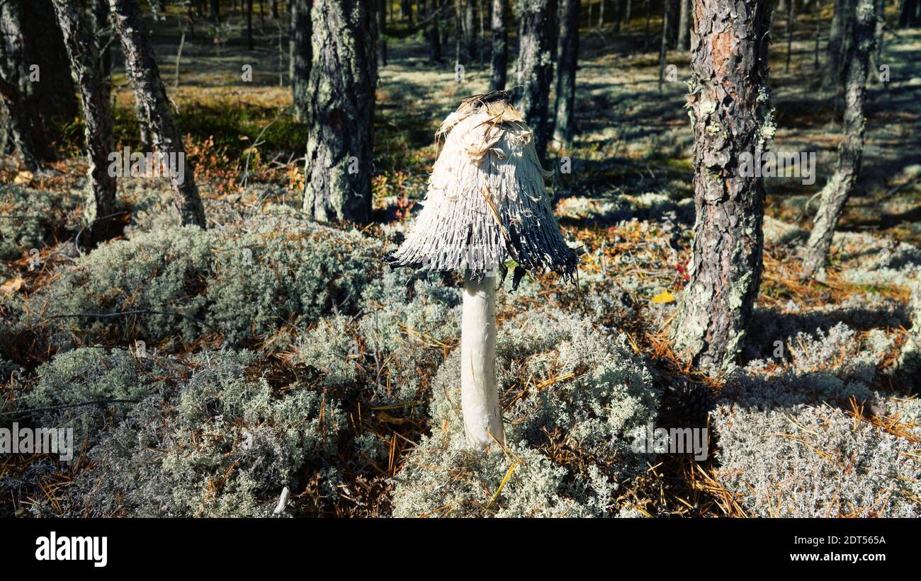 Il vecchio fungo è dilapido e assomiglia ad una vecchia capanna di foresta o a una vecchia scialle della donna (vecchia strega). Fungo inky (Coprinus atramentarius) Foto Stock