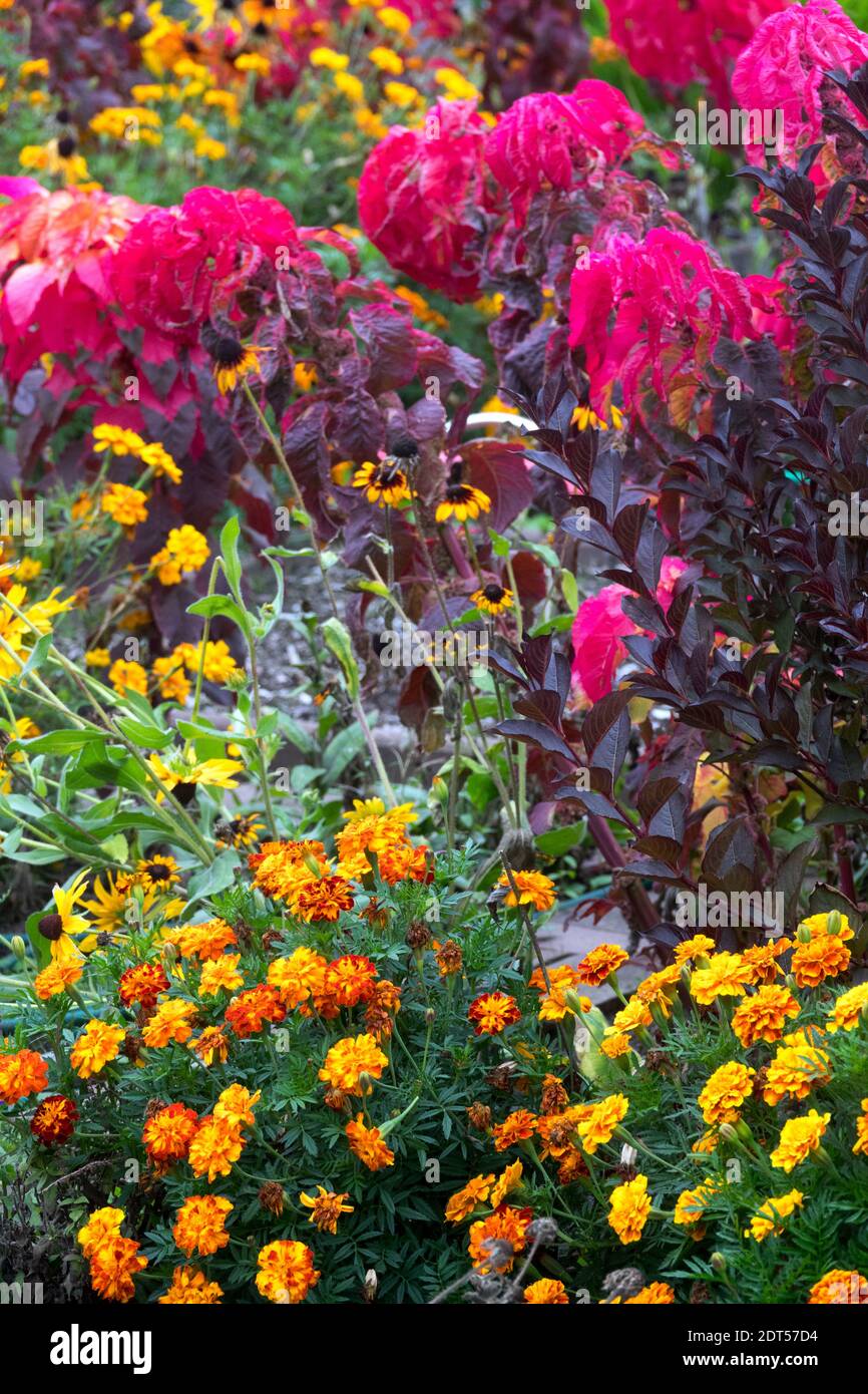 Tagetes Amaranto autunno settembre letto di fiori giardino autunnale fiori arancione rosso Foto Stock