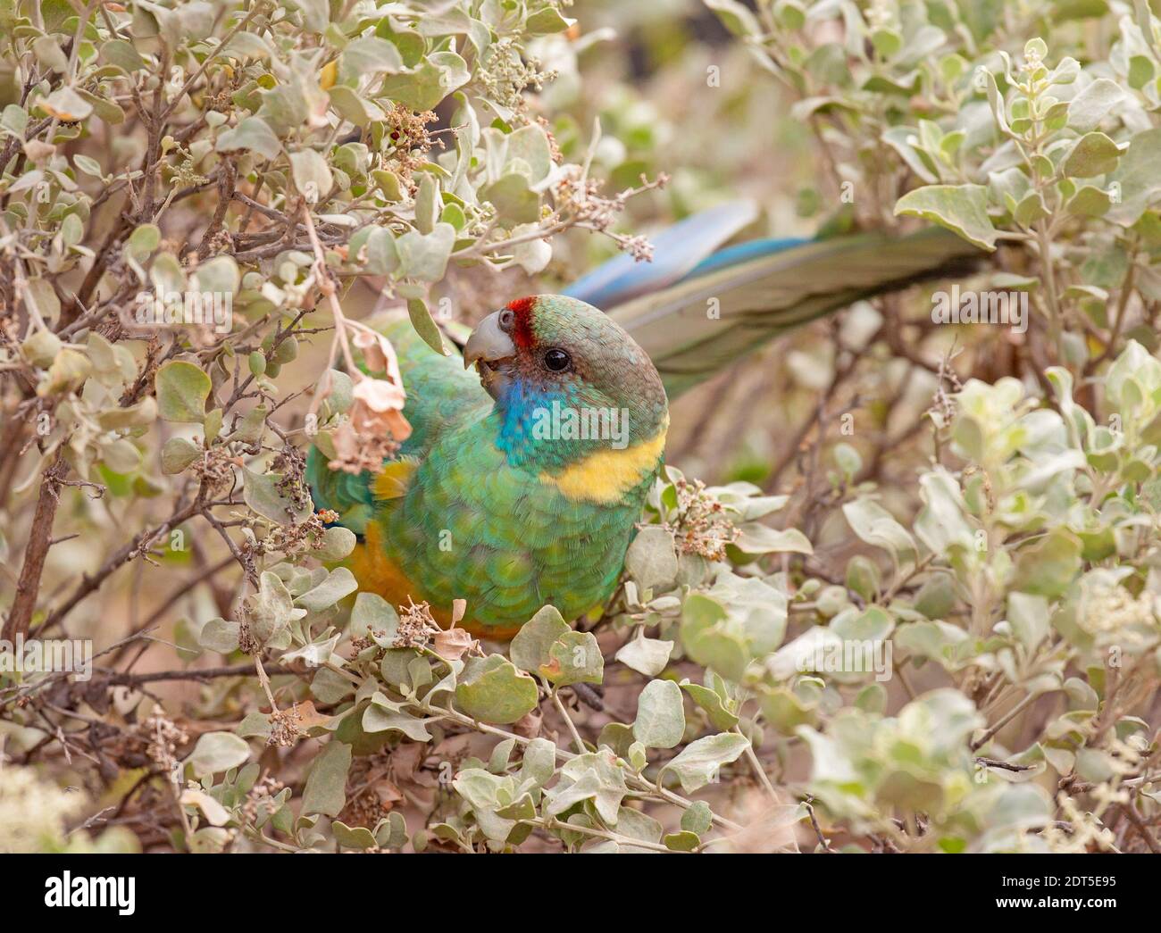 Pappagallo con collo di ringneck di Port lincoln nelle gamme Flinders dell'Australia Meridionale. Foto Stock