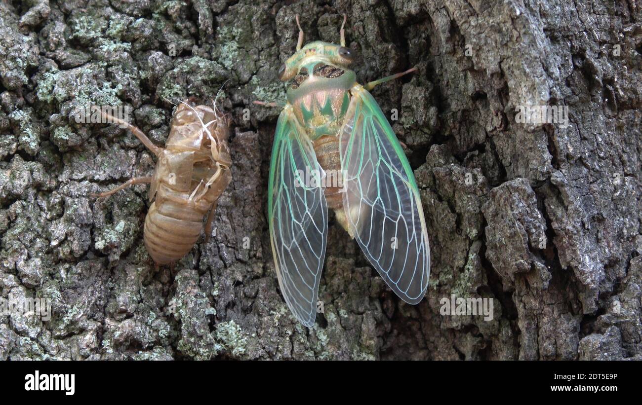 Cicada verde emergente da shell. Foto Stock