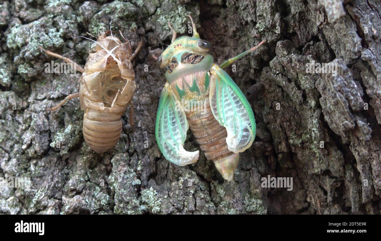 Cicada verde emergente da shell. Foto Stock