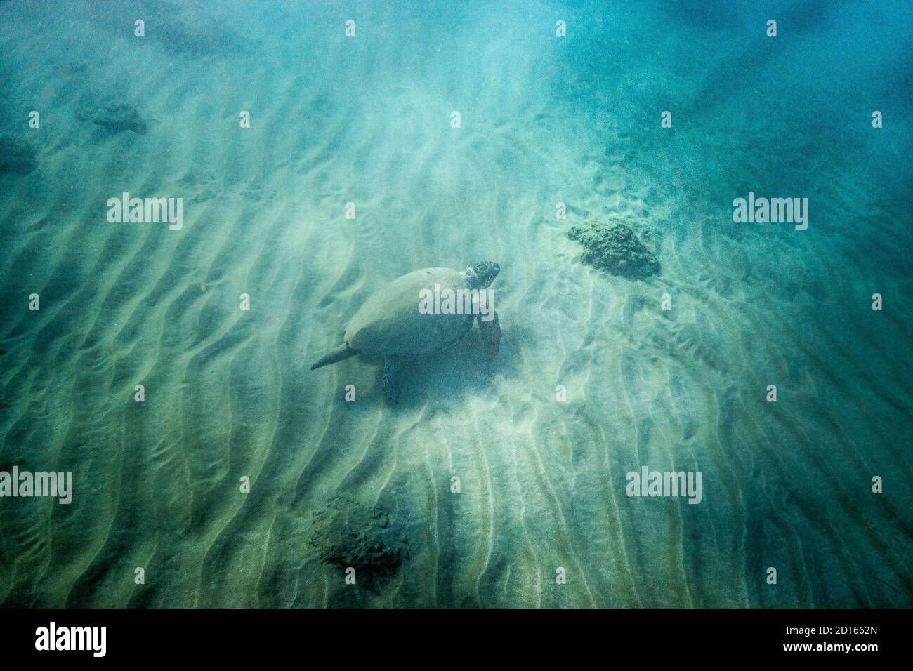 Tartaruga marina in acque poco profonde di sabbia Foto Stock
