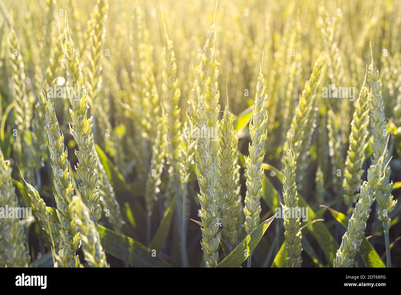 Campo di segale al tramonto in Polonia. Foto Stock