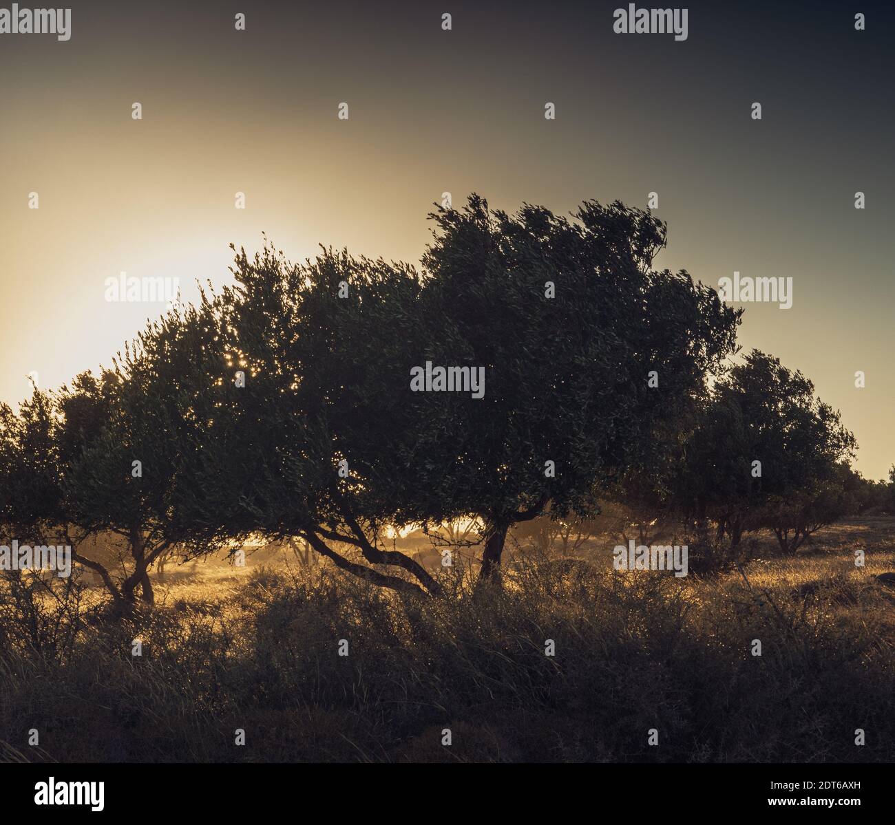 Alberi contro il cielo limpido durante l'alba Foto Stock