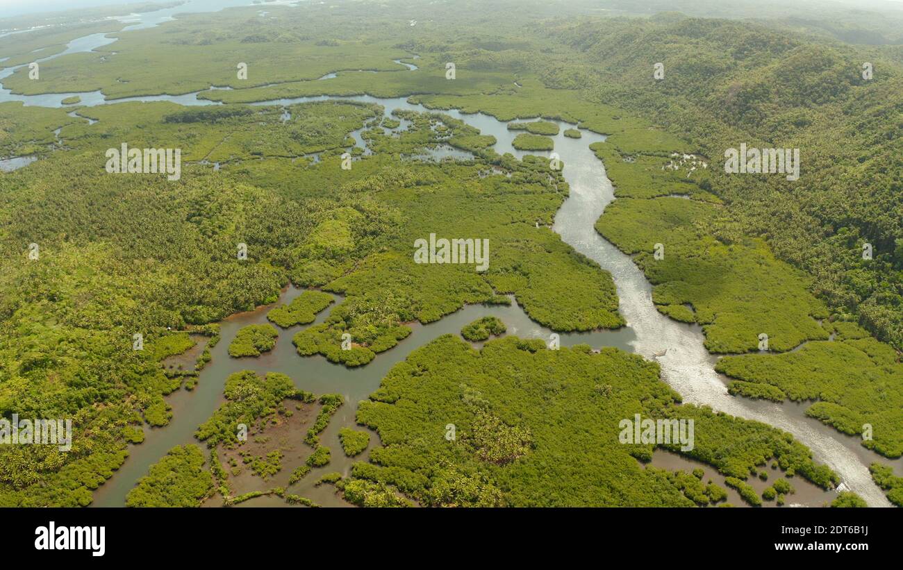 Panoramica aerea della foresta di mangrovie in vista Siargao island,Filippine. Paesaggio di mangrovie Foto Stock