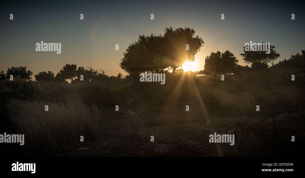 Un'alba luminosa dietro gli alberi contro il cielo limpido Foto Stock